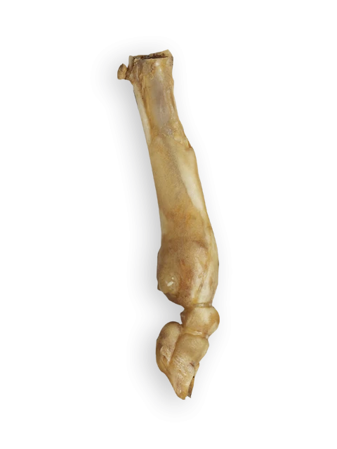 Lamb Bone