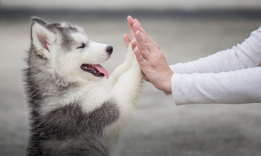 Healthy snacks for your dog: 10 Tips