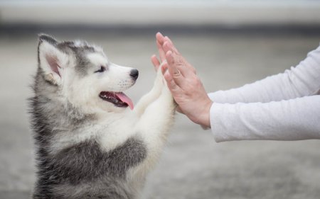 Healthy snacks for your dog: 10 Tips