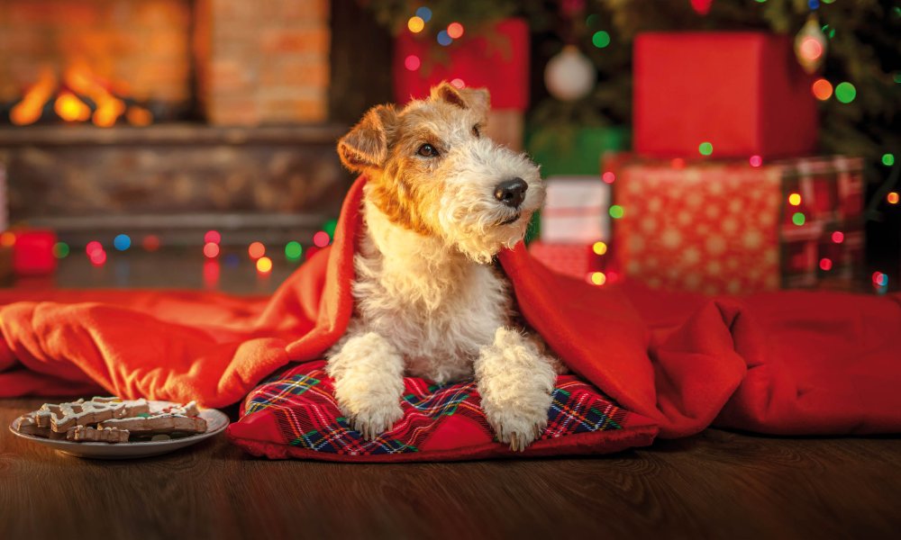The tastiest snacks for under the Christmas tree
