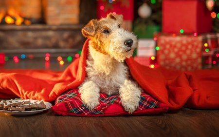 The tastiest snacks for under the Christmas tree