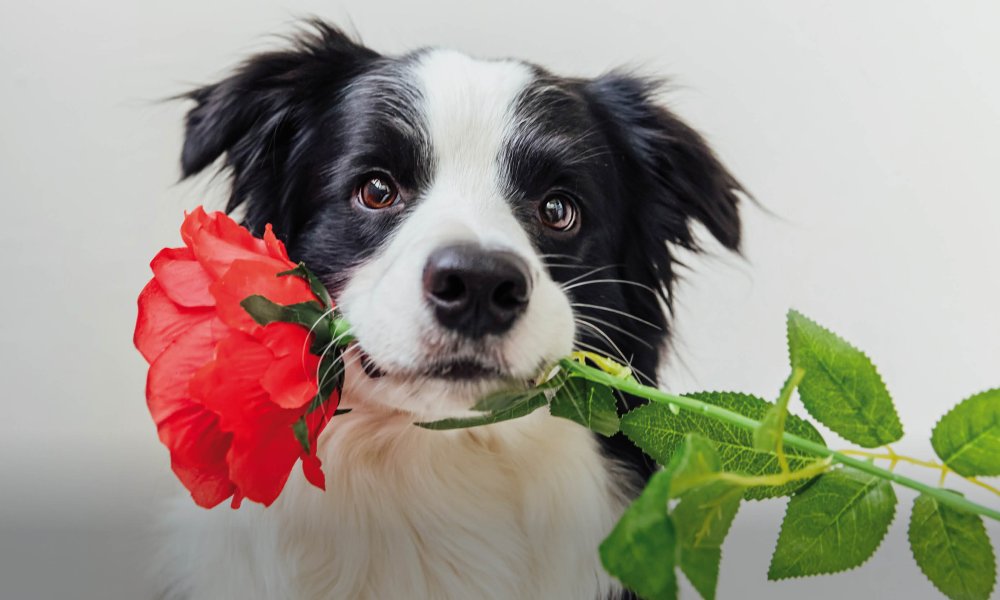 The cutest, sweetest and tastiest Valentine's gifts for your dog