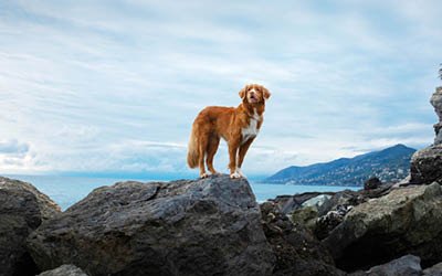 The top 10 best dog treats of 2024