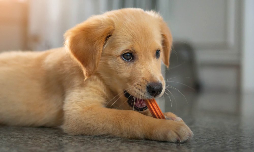 The benefits of dental chews