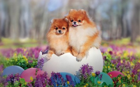Give your dog an Easter snack. Will you join in?