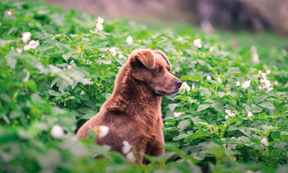 Can dogs eat sweet potato?