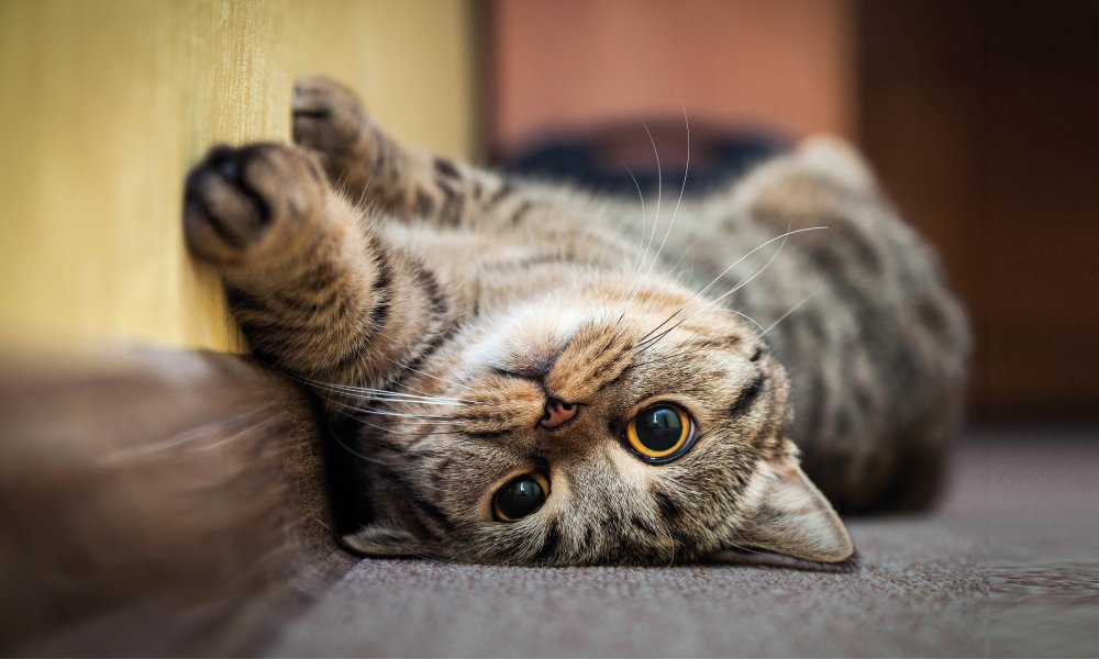 Spoil your cat with these delicious cat snacks!
