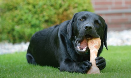 Comparison: natural dog bones vs. nylon chew bones