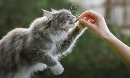 Fish snacks for cats