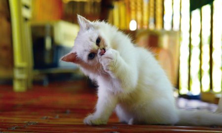 Five healthy snacks for your kitten