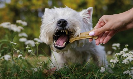 Five safe dog bones