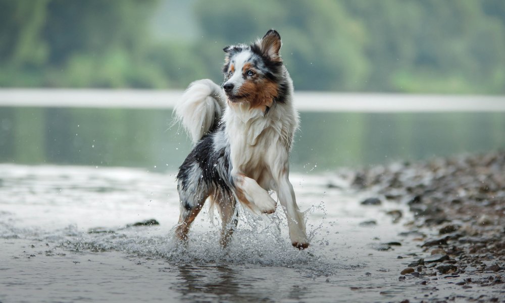 Fish for your dog? A healthy step!