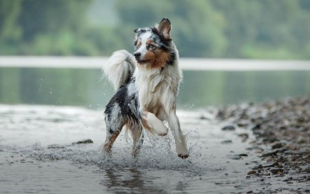 Fish for your dog? A healthy step!