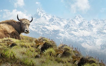 Yak snacks for dogs