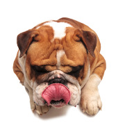 Natural and premium pet food