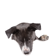 Supplements for dogs