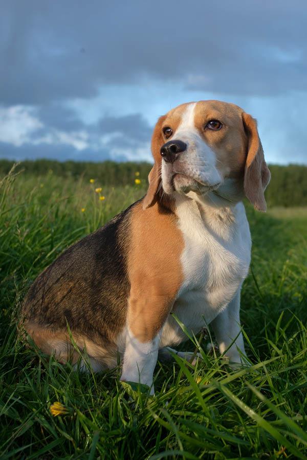 Nature dog snacks