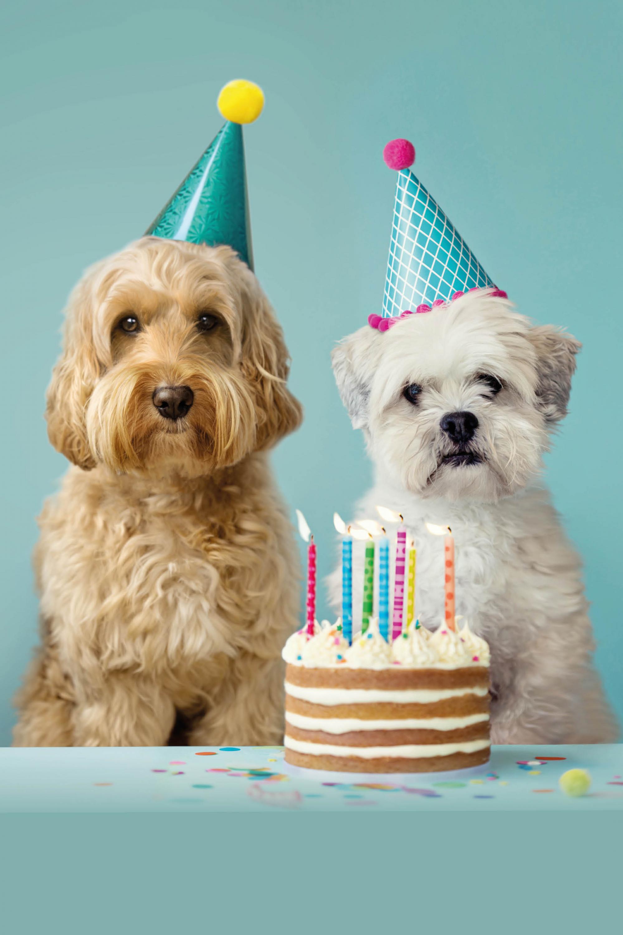 World Animal Day package for dogs World Animal Day package for dogs