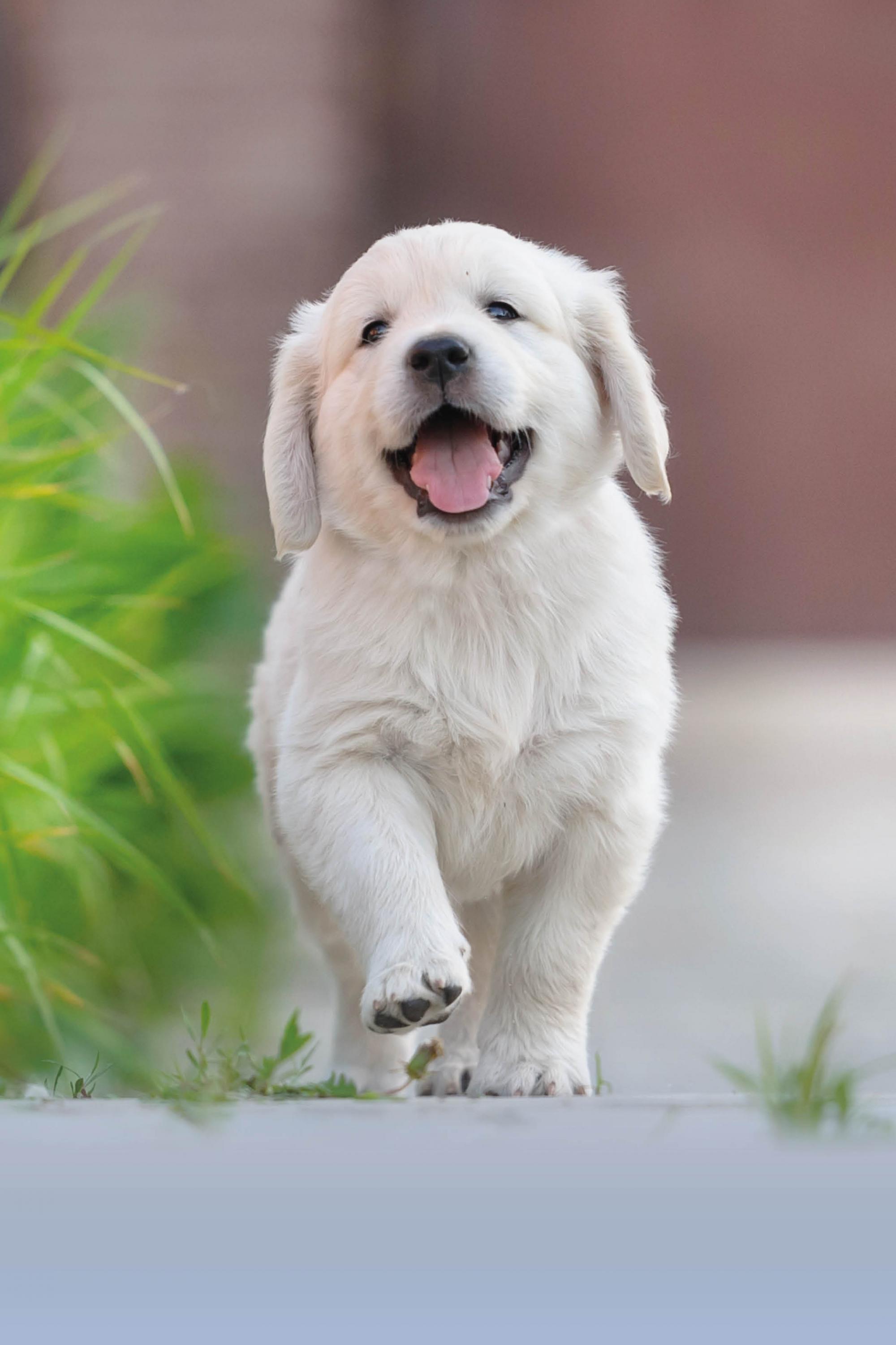 Fun dog presents Fun dog presents