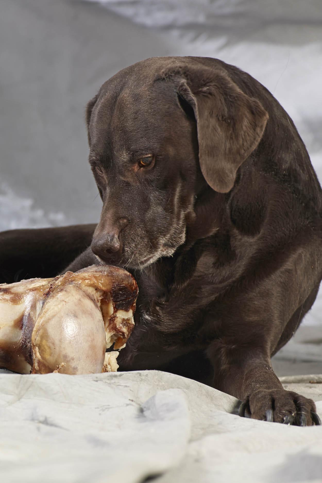 Meaty Dog Bones Meaty Dog Bones