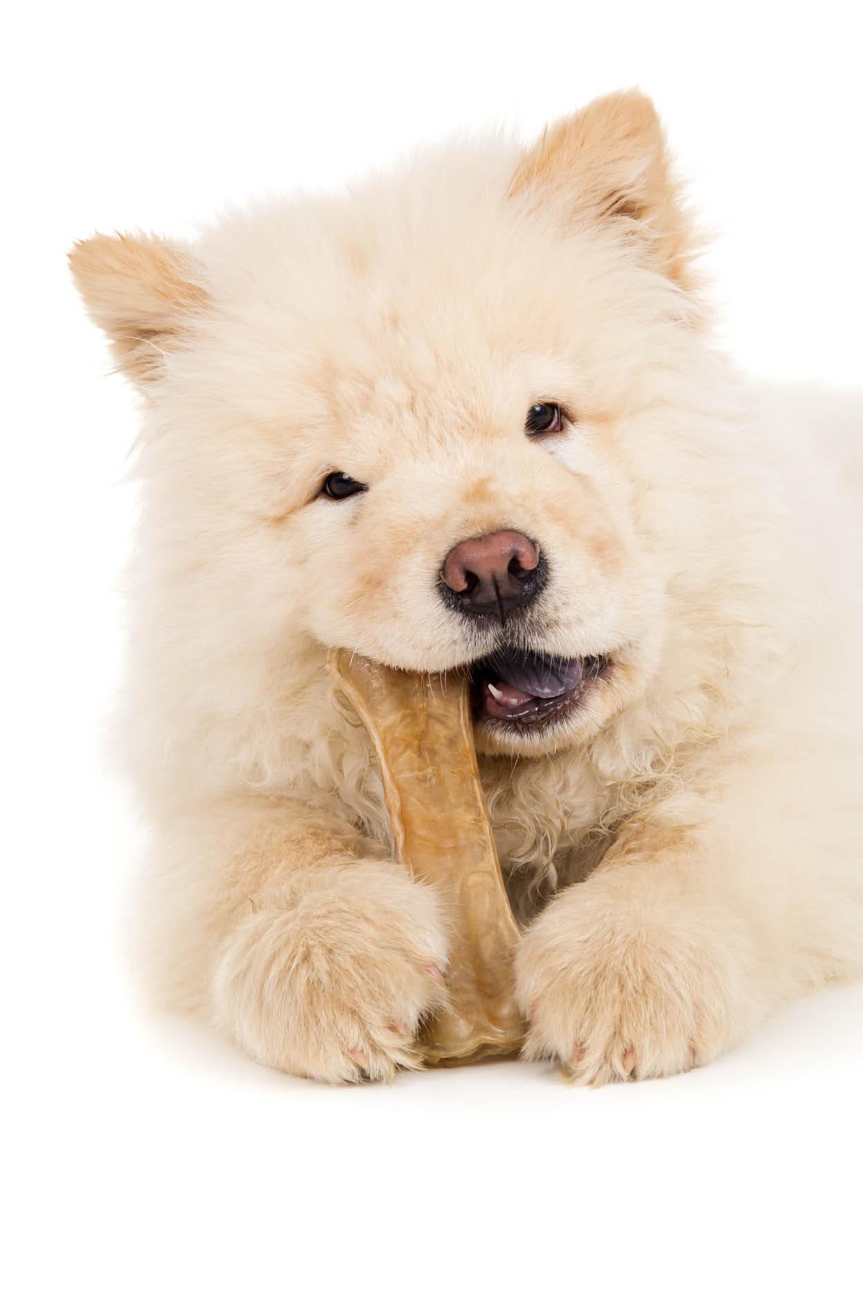 Puppy Dog Treats Puppy Dog Treats