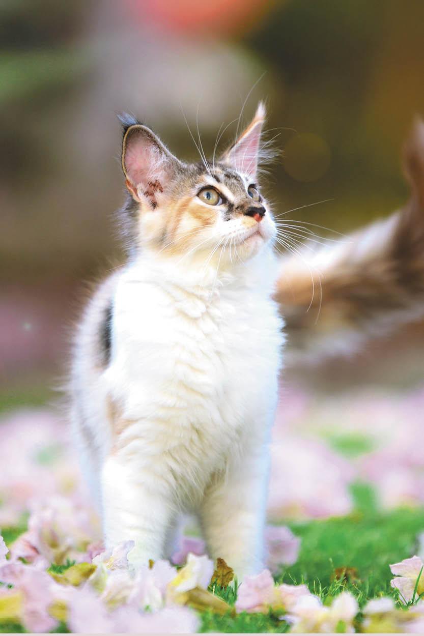 Supplier kitten treats snacks