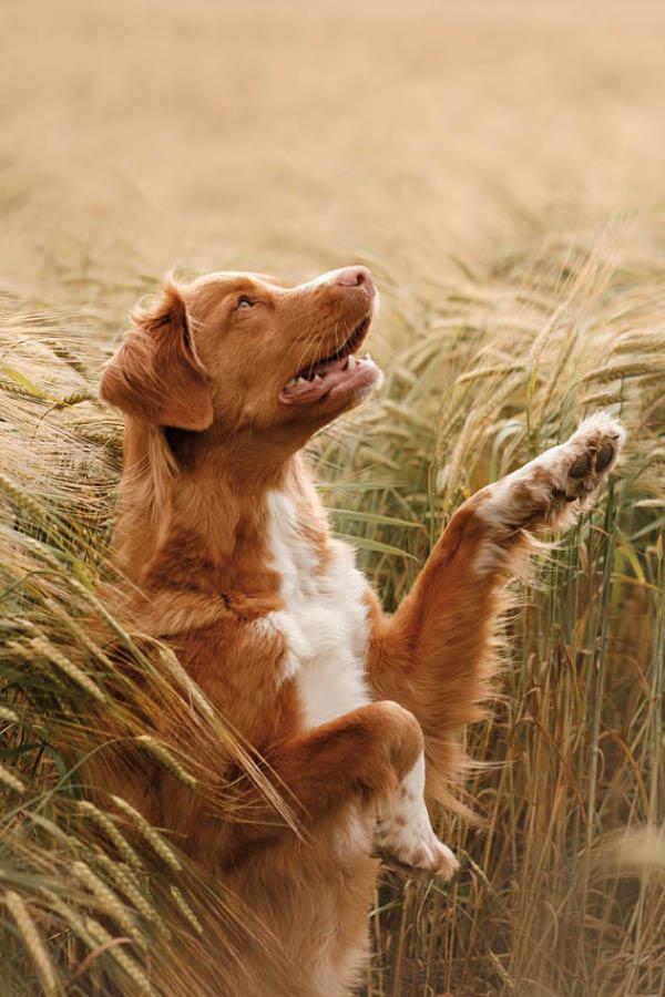 Hairy, cheerful four-legged friend Hairy, cheerful four-legged friend