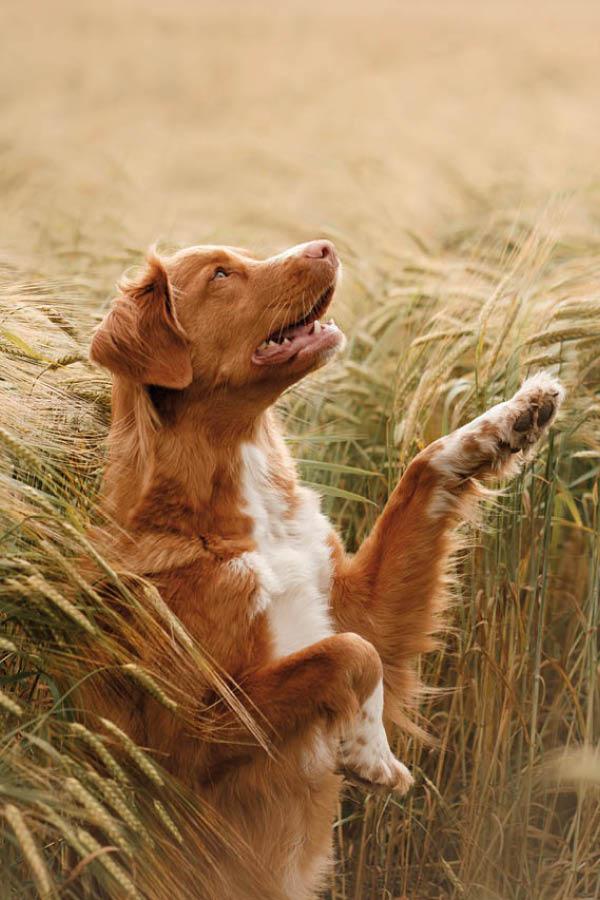 Hairy, cheerful four-legged friend