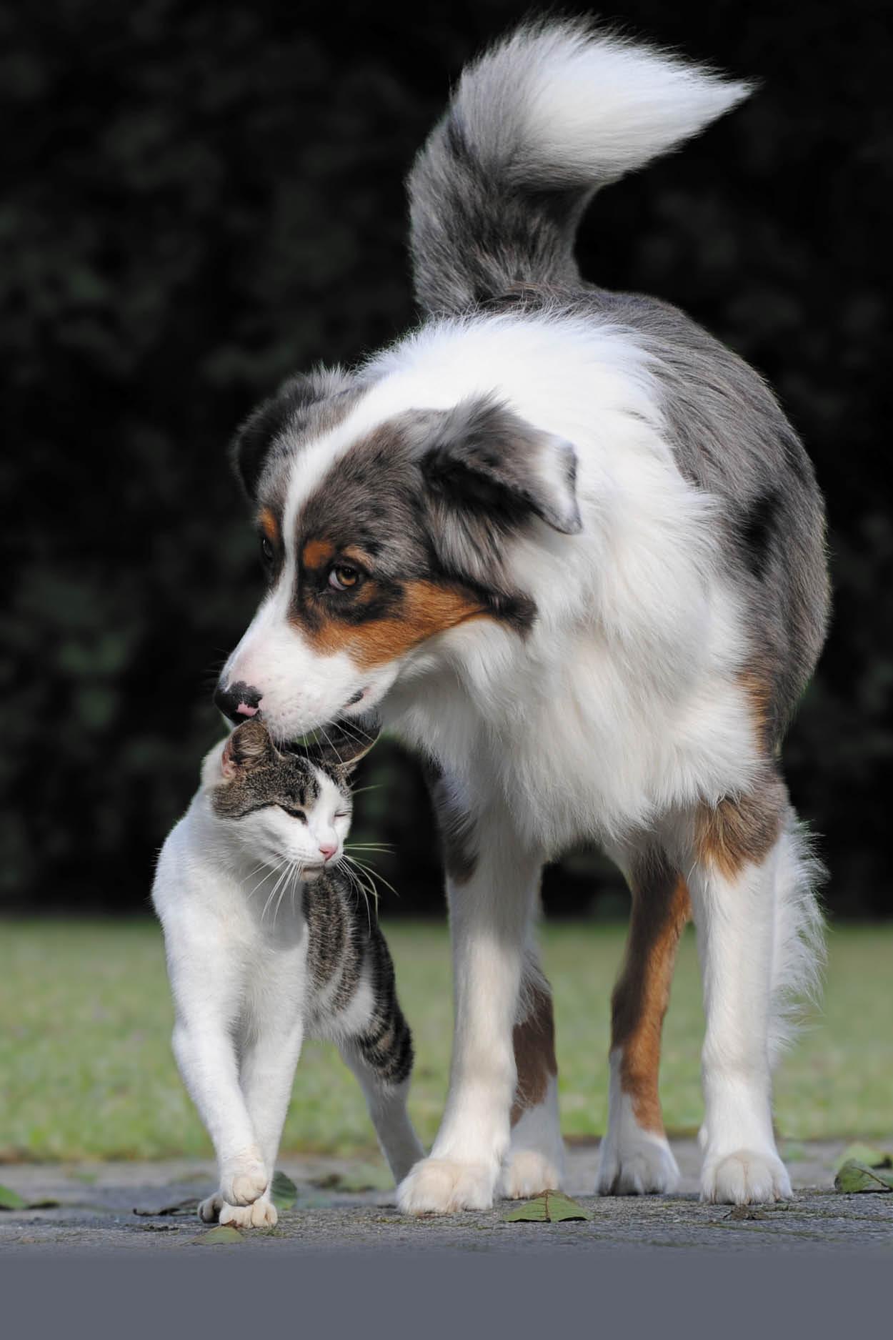Get those tails wagging Get those tails wagging