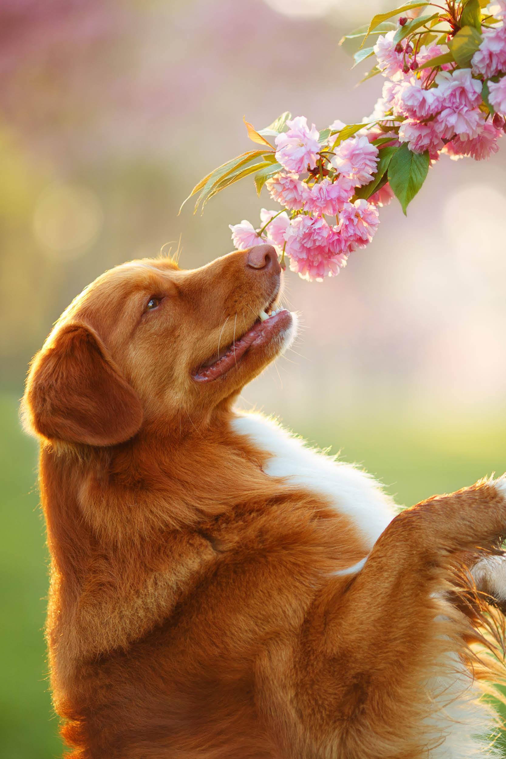 Delicious Easter snacks for dogs