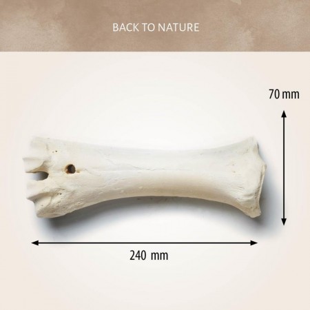 Calcium Bone