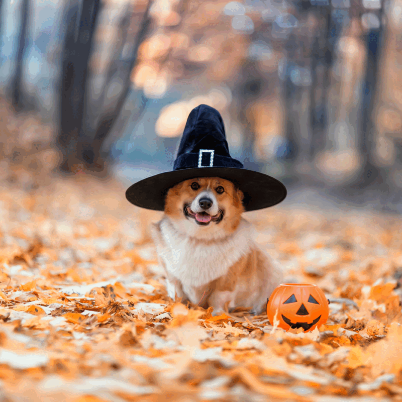 All Treats, No Tricks