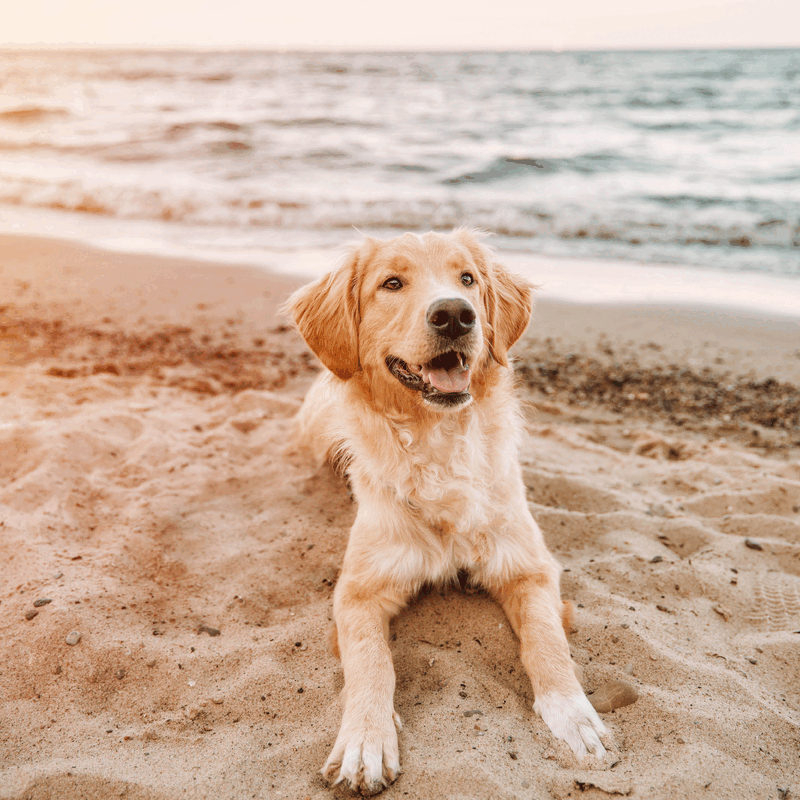 Summer fun for your dog