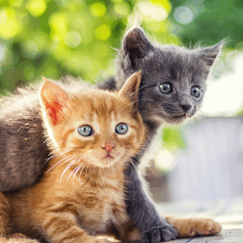 Resist the temptation
Impress your cat’s tastebuds