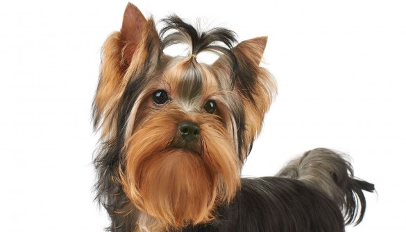 Nutritious and wholesome snacks for your pet's enjoyment
