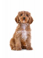 Loved by dogs and dog trainers. High acceptance. For rewarding and training.
